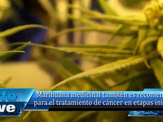Marihuana medicinal también es recomendada para el tratamiento de cáncer en etapas iniciales