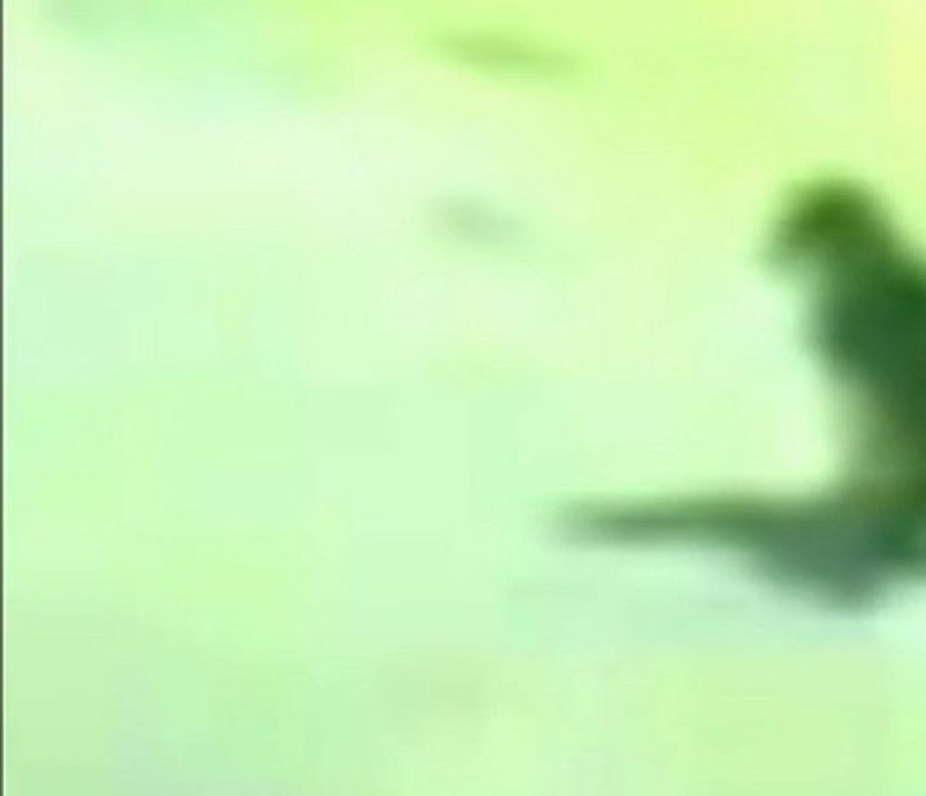 Un chat perdu demande son chemin a un homme ! ! !