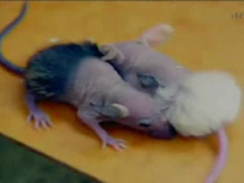 Un monde à vendre - Les monstrueux animaux de la génétique - Organisme Génétiquement Modifié OGM