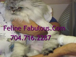 Cat Boarding in Charlotte | Feline Fabulous