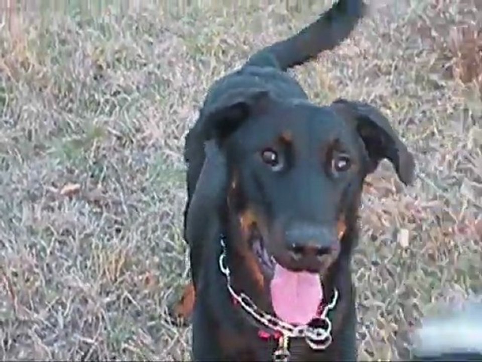 Arès et Leelou plus la balle