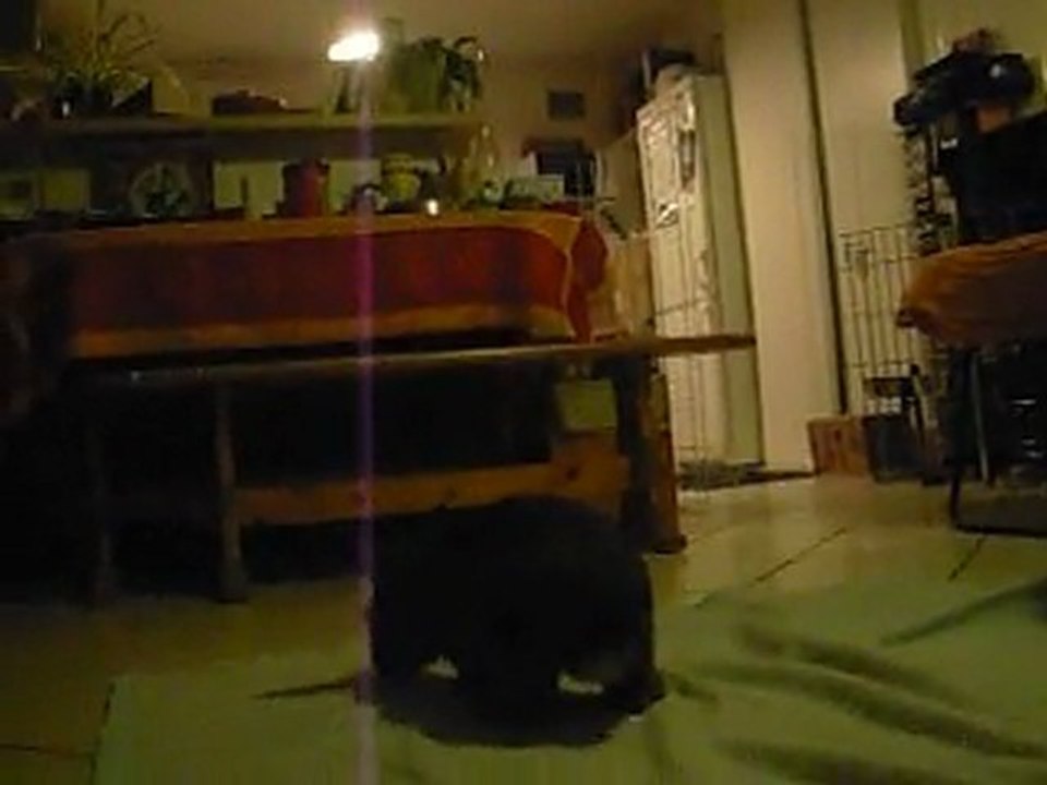 0212_Adonis_1
