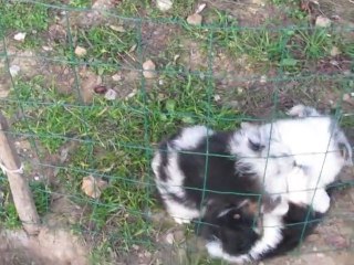 Les Bébés Australiens dans le parc extérieur