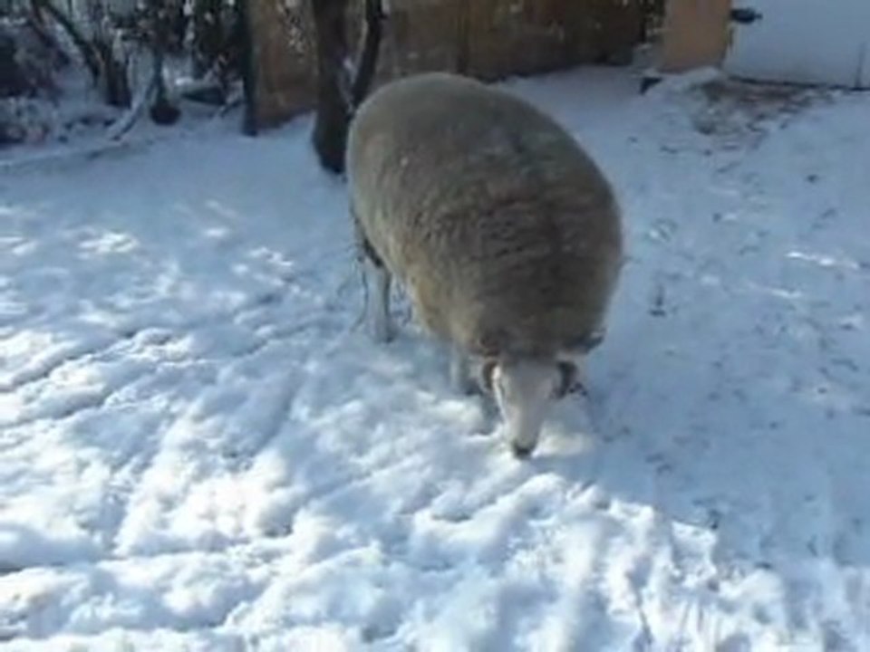 Bêlla - 4 février 2012