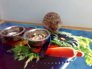 Лиза завтракает