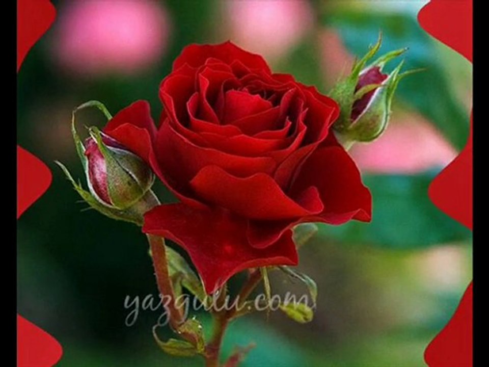 serserim  umut
