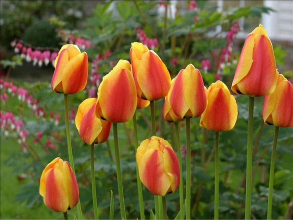 ZÓLTE TULIPANY