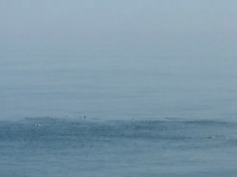 Les dauphins sont de redoutables chasseurs qui se gavent de thons !