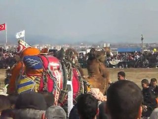İzmir Torbalı Özbey deve güreşleri 05/02/2012