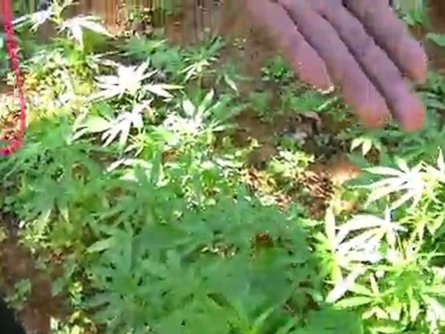 ⁣Jamaica 2012 Marijuana Plantation