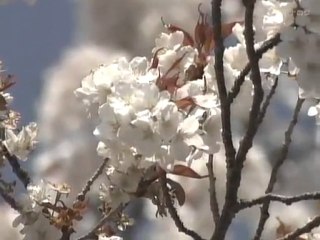 Begin Japanology S2E09 Cherry Blossoms