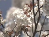 Begin Japanology S2E09 Cherry Blossoms