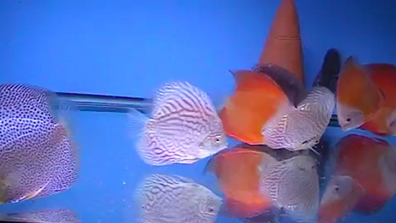 MOV045