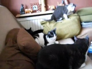 Gloups et les grands