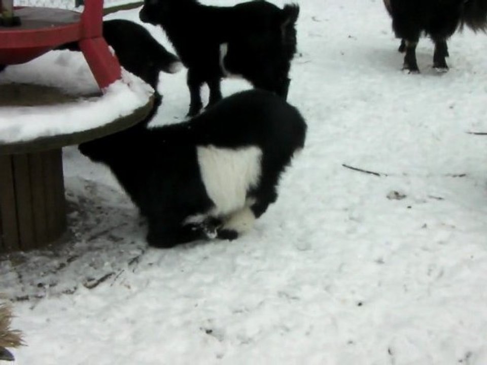 SANY0485 les bébés chevres decouvrent la neige!!!!!!!!