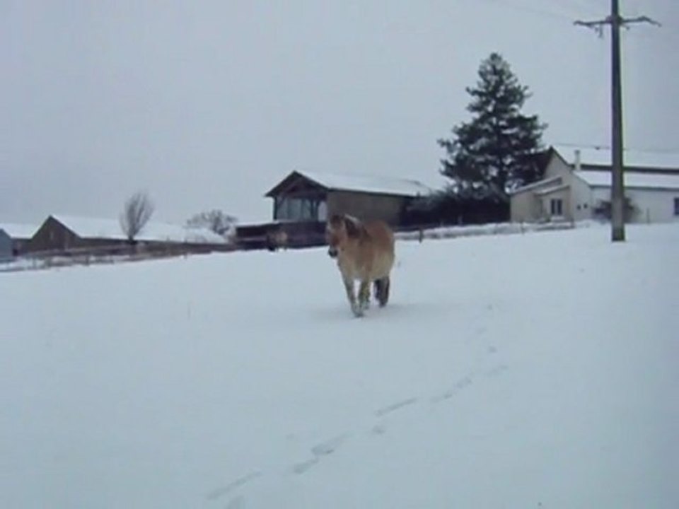 ma belle norvegienne