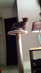 Canelle, le chaton qui ramène comme un chien !