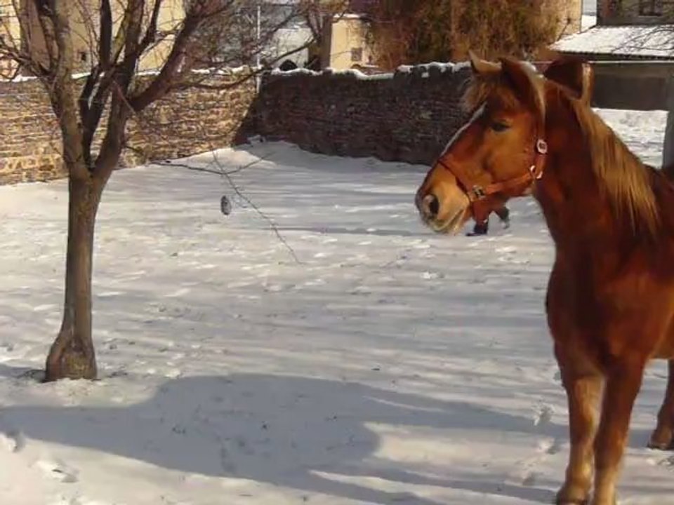 Éclair a peur d'une couverture