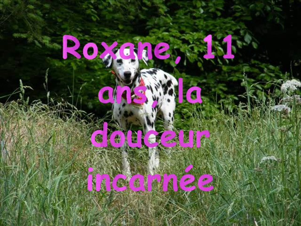 Dalmatien_sans_Famille_nos_proteges_a_adopter_2012_02_05