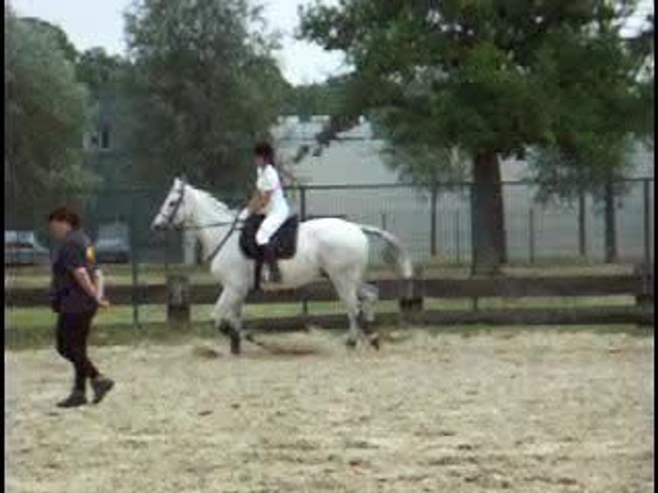 détente avt le dressage