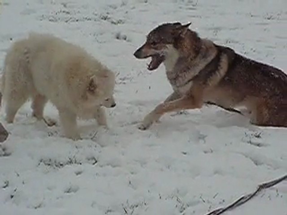 Vicky, Valkhan et la neige!!