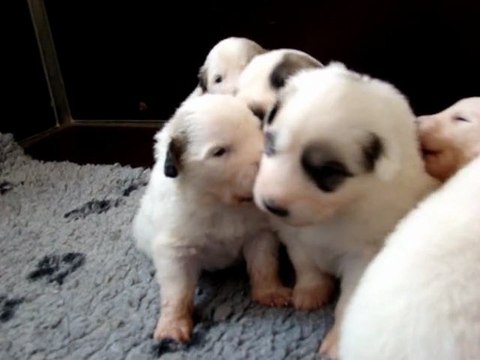 chiots gala 3 semaines