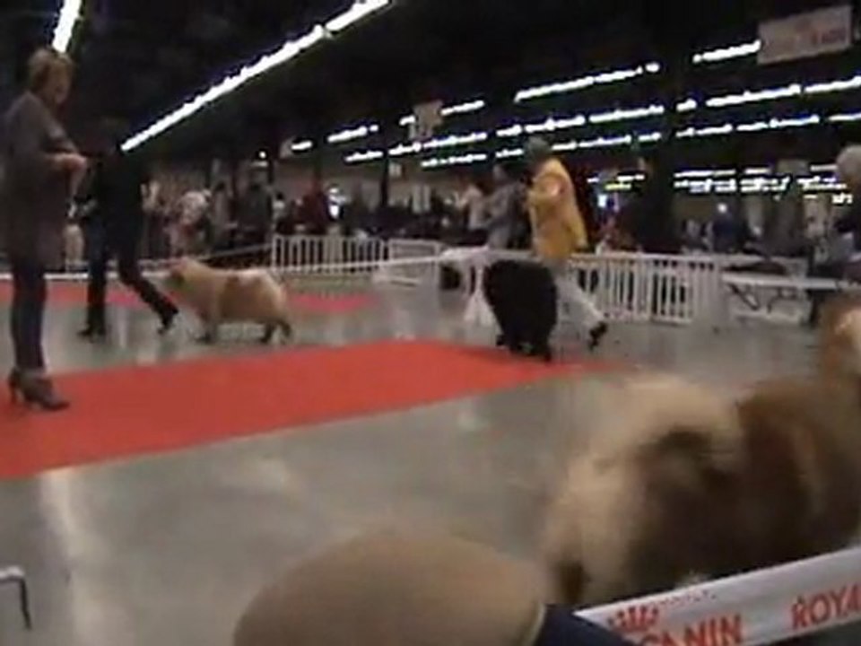 Paris Dog Show 2012