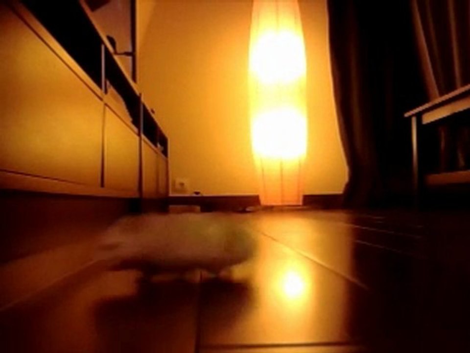 The crazy hamster