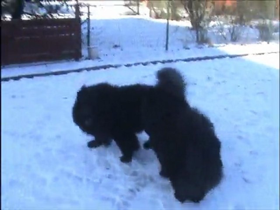 Derny pris au pièe 05 février 2012