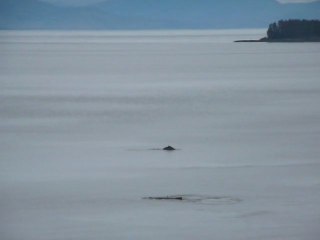 CRUISE (TRACY ARM)-2010.07 027
