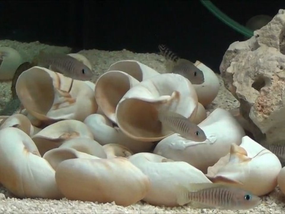 2012-02-05 - Lamprologus multifasciatus F1