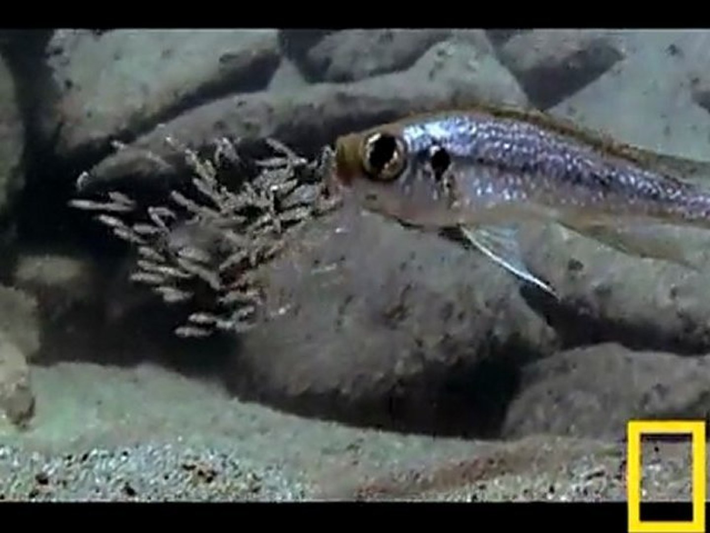 Le Poisson Chat Et Sa Technique Rusee Video Dailymotion