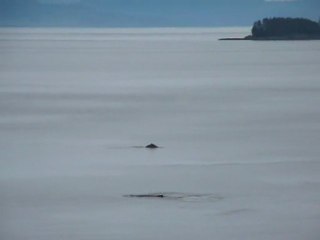 CRUISE (TRACY ARM)-2010.07 027