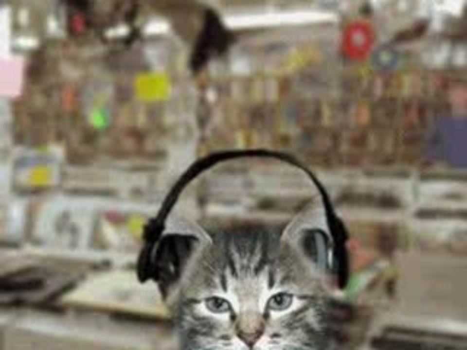 chat et musique