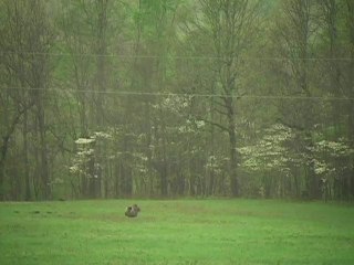 Lisa Thomas MO Ozarks field hunt day 2
