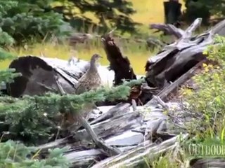 Chasing Blue Grouse