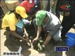 Etat des plants plantés à Yié lors du lancement du PRONAR