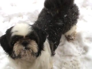 shih tzu dans la neige
