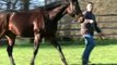 Confuchias, nouvel étalon au Haras de la Forêt