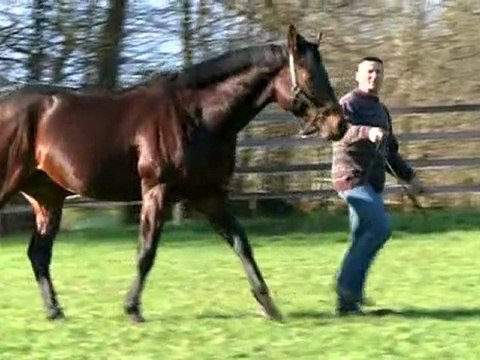 Confuchias, nouvel étalon au Haras de la Forêt