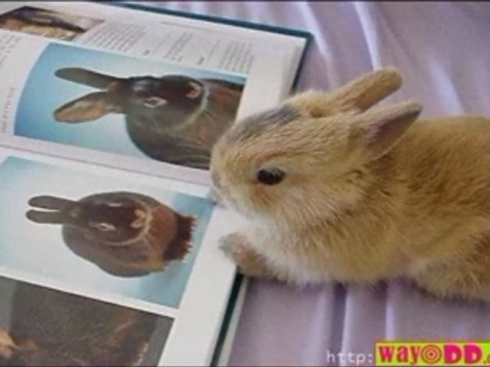 Cute baby animal slideshow video Dailymotion