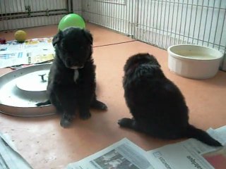 6 février 2012 (1) : 3 semaines et demi