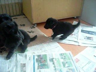 6 février 2012 (2) : 3 semaines et demi