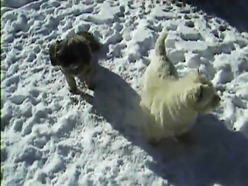 les chiens