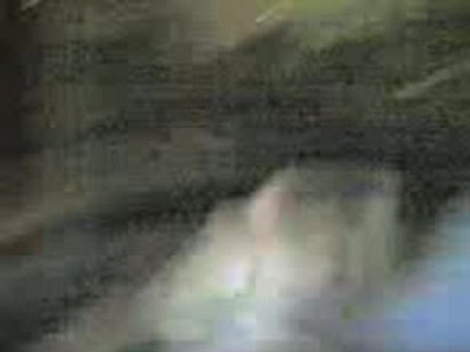 " Dans la Jungle, terrible Jungle ..."