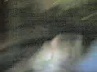 " Dans la Jungle, terrible Jungle ..."