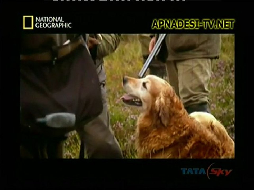 In The Womb ( Dogs ) - 5th Feb 2012 - Part3