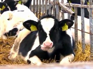 Молочное производство в Беларуси