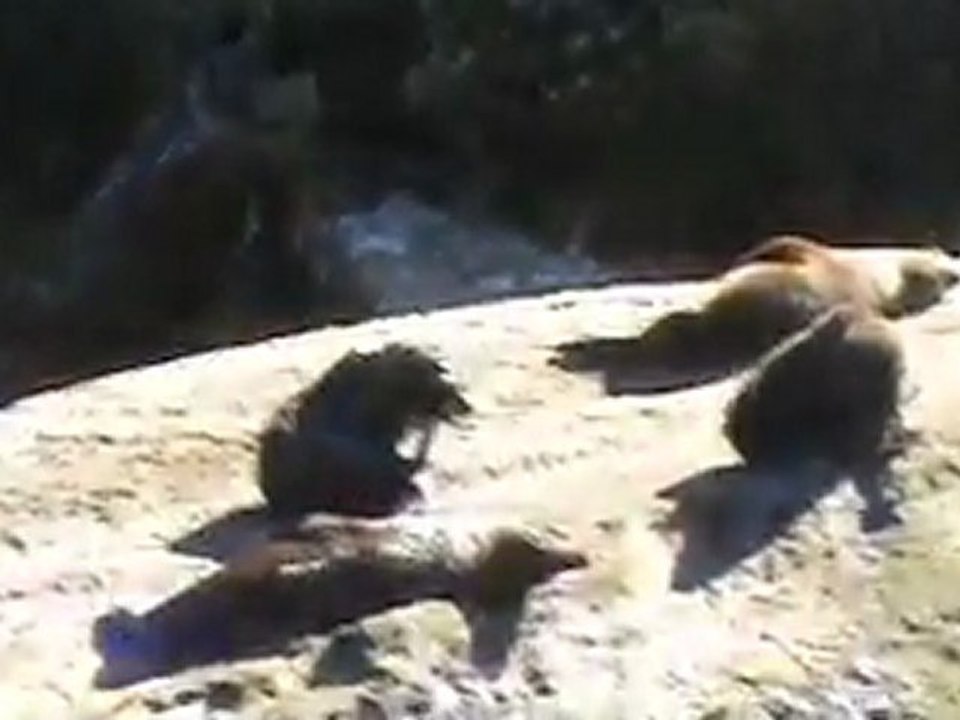 Milford Sound - Phoques