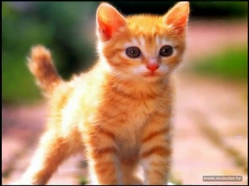 Bahane(kedi)